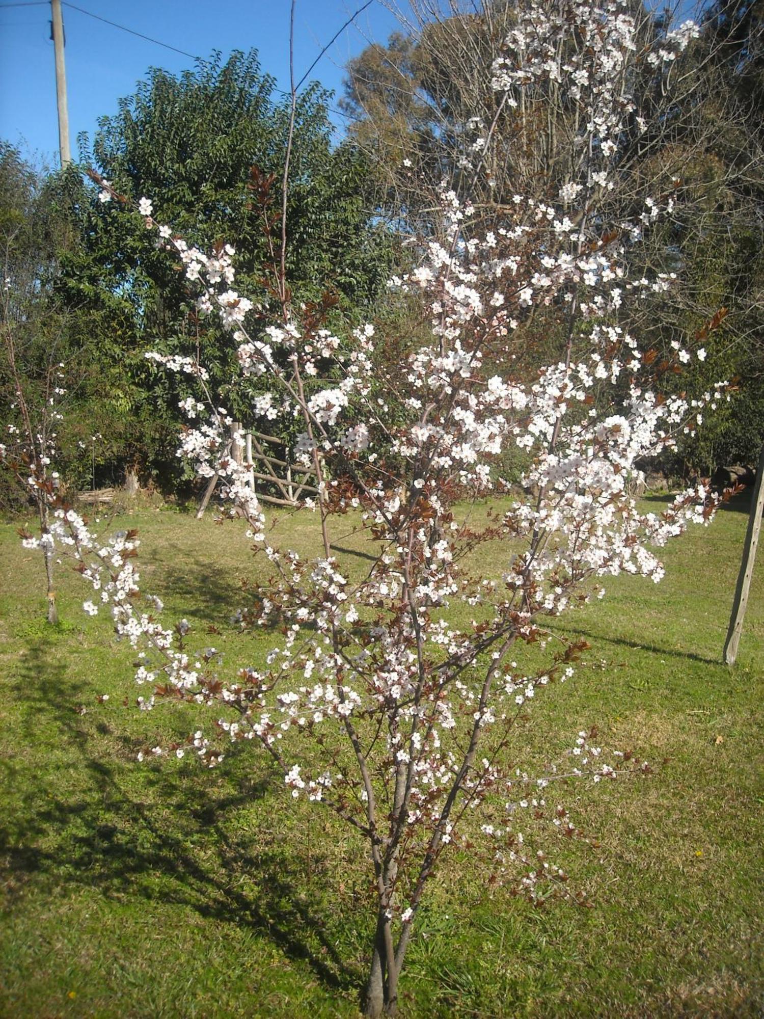 皮拉尔薰衣草山林小屋 外观 照片